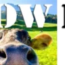 COW FM – Casino – 107.9 FM (AAC)